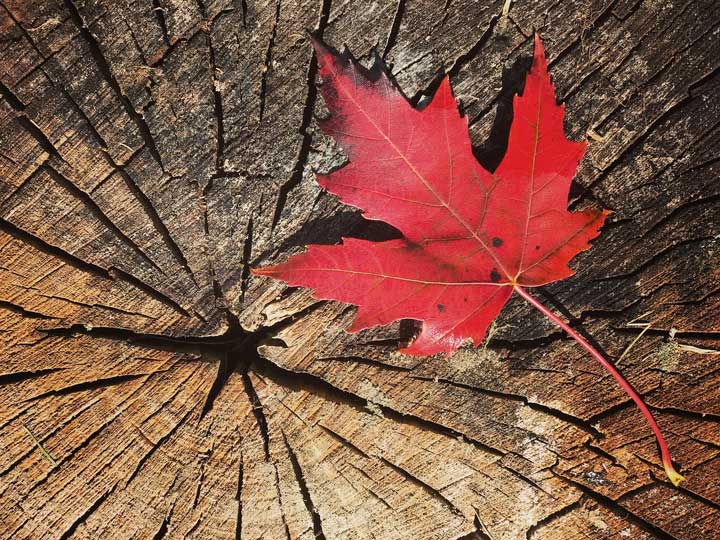 red maple wood