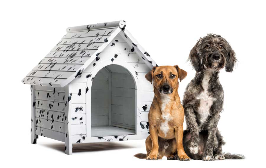 dog house